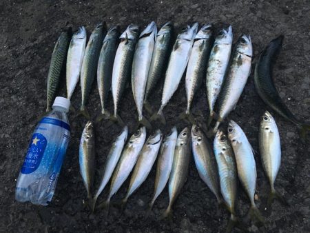 ジグサビキでアジとサバ